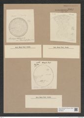 Stictodiscus sp. (de-Toni-Nr.: Genus 205) Zeichnungen Sammlung Grunow Nr. 9064 (NHMW-BOT-W0378810)